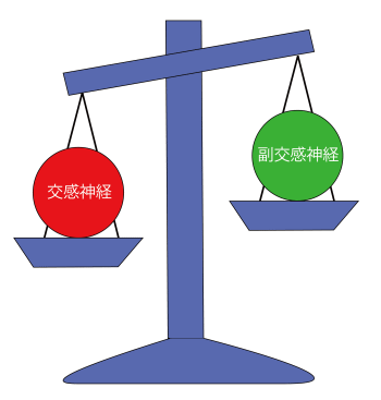 自律神経（バランス）